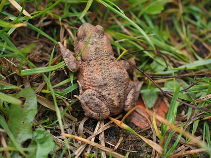 κοινός φρύνος, φρύνος, bufo bufo, anuran, πραγματικός φρύνος, κουκούτσια, αμφίβιο, είδος, βάτραχος, φύση, καφέ, ζώο, άγρια ​​ζωή, φυτό, γκρο πλαν, γη, χωρίς κόσμο, ημέρα, άγριας ζωής των ζώων, πεδίο, μέρος του φυτού, γρασίδι, φύλλο, ζωικά θέματα, επιλεκτική εστίαση, ένα ζώο, πράσινο χρώμα, ζώα στη φύση, υψηλή γωνία θέασης, ανάπτυξη, σε εξωτερικό χώρο, 4K, CC0, δημόσιος τομέαςα, χωρίς δικαιώματαe