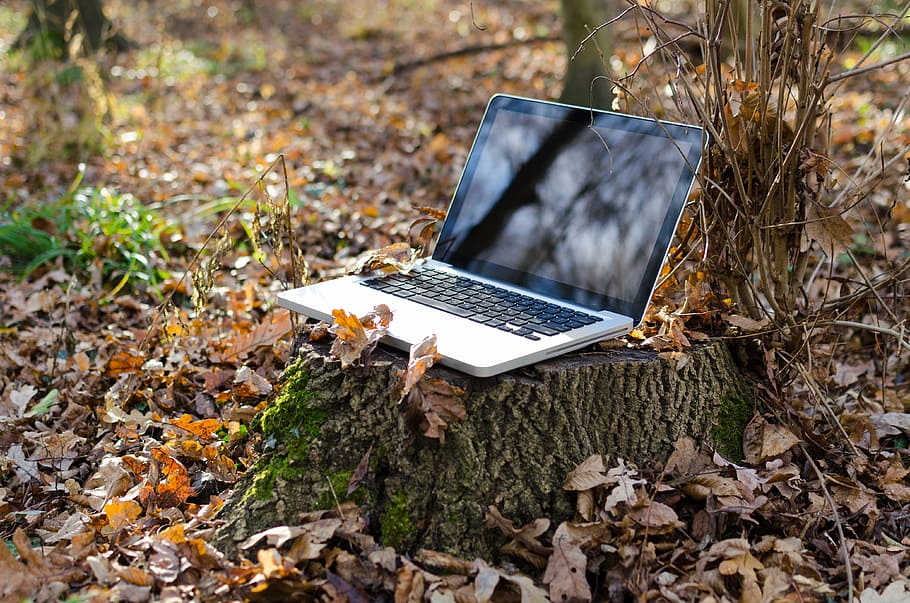 MacBook Pro, portàtil, ordinador, PC, quadern, verd, sense fils, mobilitat, herba, teclat, camp, tecnologia, naturalesa, pantalla, Internet, negocis, xarxa, ningú, comunicació, monitor, web, a l'aire lliure, fora, objecte, connexió, treballar, ambiental, obert, ecologia, remot, oficina, prat, concepte, energia, Wi-Fi, wifi, estalvi, protecció, natural, flors, dia, fresc, tardor, hivern, càlid, tecnologia sense fils, usant portàtil, teclat d’ordinador, portabilitat, terra, full, part de la planta, cap gent, vista d’angle alt, sec, planta, centrar-se en primer pla, fulles, 4K