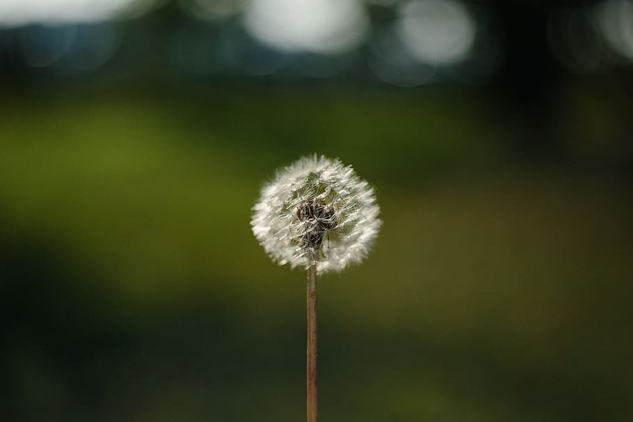 naturalesa, fons, florir, blowball, botànica, dent de lleó, delicada, detall, medi ambient, flora, flor, fragilitat, planta, frescor, vulnerabilitat, bellesa a la natura, primer pla, planta amb flors, centrar-se en primer pla, tija de la planta, creixement, cap gent, cap de flor, suavitat, inflorescència, dia, a l'aire lliure, llavor de dent de lleó, primavera, 5K