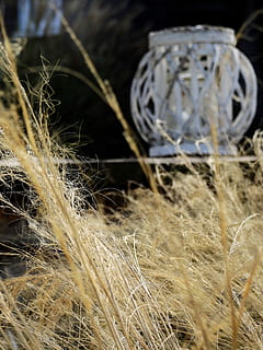 lanterna, lampada, deco, WindLight, decorazione, lume di candela, Gartendeko, lampada ad olio, erba, nessuno, avvicinamento, giorno, all'aperto, messa a fuoco selettiva, pianta, natura, campo, concentrarsi sulle conoscenze acquisite, terra, abbandonato, modello, obsoleto, crescita, asciutto, corri giù, metallo, fragilità, danneggiato, ruota, ingarbugliato, 4K, CC0, dominio pubblico, privo di copyright
