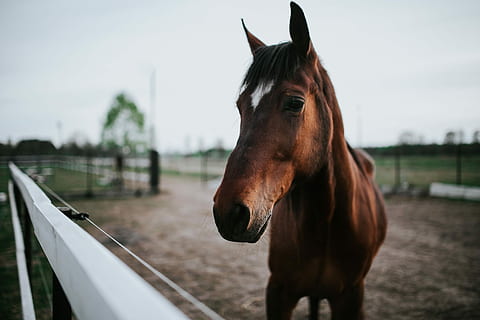 horse, Portrait, animal, brown, stallion, nature, outdoors, thoroughbred Horse, mammal, rural Scene, farm, animal Head, mane, one Animal, domestic animals, paddock, animal themes, day, domestic, pets, livestock, vertebrate, sky, animal wildlife, focus on foreground, standing, field, looking, herbivorous, ranch, 4K, CC0, public domain, royalty free