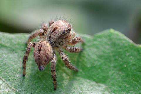 spin, macro, kever, insect, schepsel, buitenshuis, natuur, dierlijke thema's, dier, dierenleven, één dier, dieren in het wild, ongewerveld, geleedpotige, spinachtige, detailopname, focus op de voorgrond, springende spin, zoölogie, selectieve aandacht, geen mensen, fabriek, blad, dierlijk oog, natuurlijke toestand, giftig, 4K, CC0, publiek domein, royaltyvrij