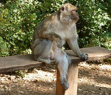 Pause, Monkey, Bench, animal wildlife, animals in the wild, one animal, animal themes, no people, outdoors, mammal, animal, primate, tree, vertebrate, plant, sitting, looking away, day, nature, looking, forest, sunlight, 1080P, CC0, public domain, royalty free