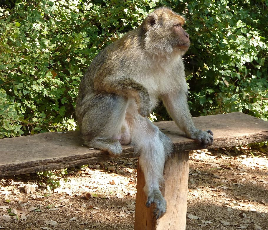 pausa, mico, banc, fauna animal, animals a la natura, un animal, temes d'animals, cap gent, a l'aire lliure, mamífer, animal, primat, arbre, vertebrats, planta, assegut, mirant cap a fora, dia, naturalesa, mirant, bosc, llum solar, 1080P