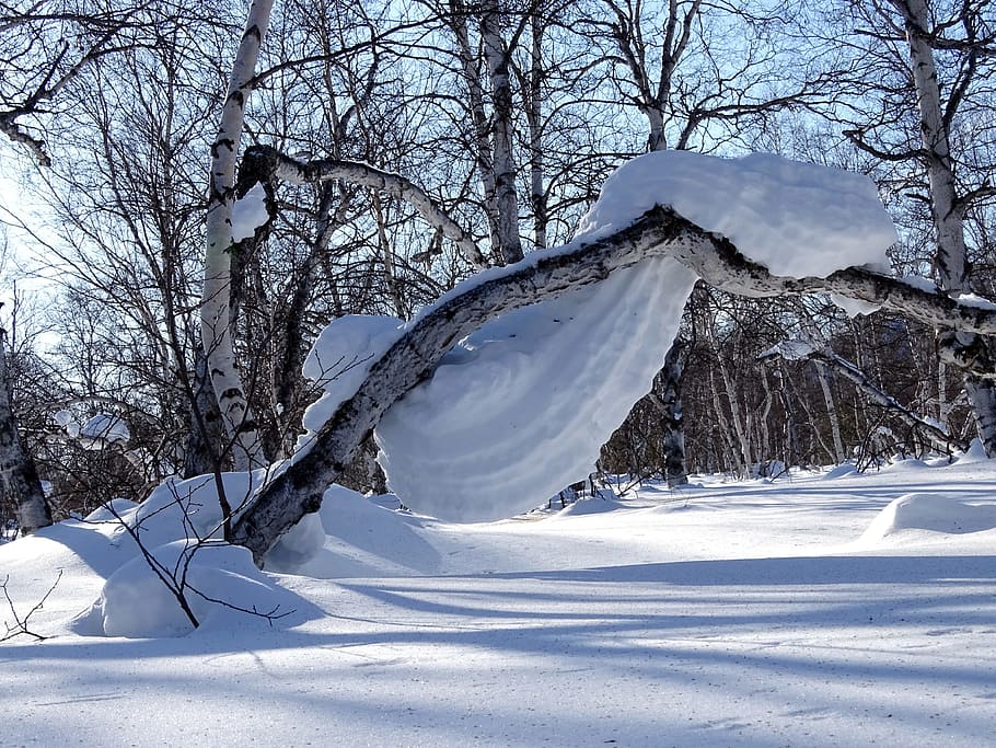 Skov, snedrive, sne cap, træ, birk, sne, vinter, koldt, natur, frost, landskab, stump, kold temperatur, bare træ, hvid farve, skønhed i naturen, plante, scenics - natur, dag, ingen mennesker, ro, dækker, rolig scene, afdeling, ikke-urbane scene, jord, udendørs, snedækket bjerg, ekstremt vejr, 2K