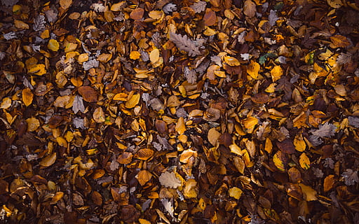 sec, fulles, sòl, fulles seques marrons, full, tardor, caure, naturalesa, marró, groc, textura, fons, bosc, arbre, fullatge, marc complet, part de la planta, canvi, abundància, gran grup d'objectes, cap gent, dia, primer pla, directament a sobre, bellesa a la natura, a l'aire lliure, patró, condició natural, col·lecció de tardor, 5K, CC0, domini públic, lliure de regalies