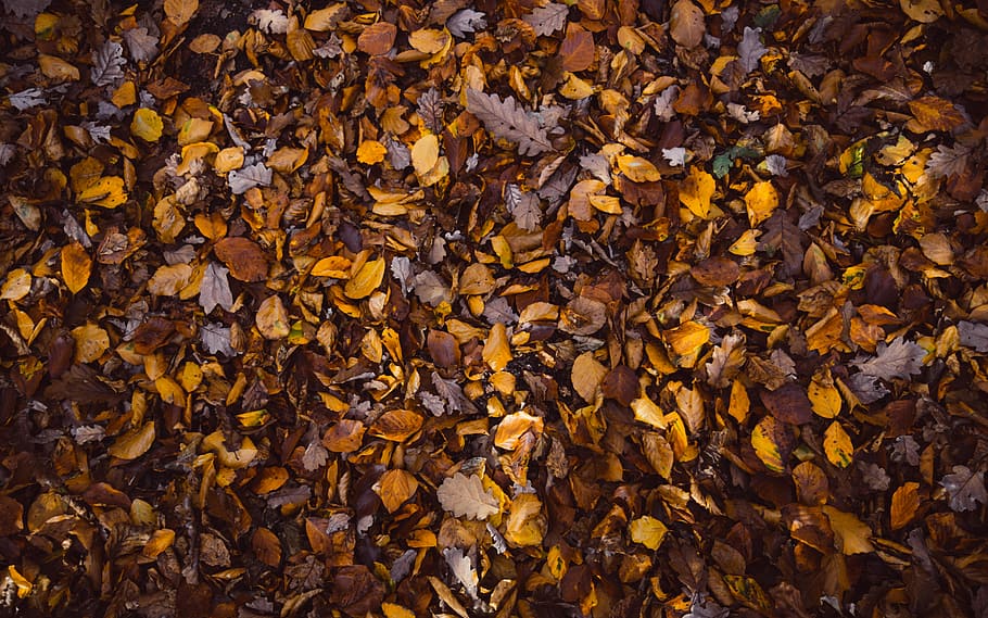 sec, fulles, sòl, fulles seques marrons, full, tardor, caure, naturalesa, marró, groc, textura, fons, bosc, arbre, fullatge, marc complet, part de la planta, canvi, abundància, gran grup d'objectes, cap gent, dia, primer pla, directament a sobre, bellesa a la natura, a l'aire lliure, patró, condició natural, col·lecció de tardor, 5K