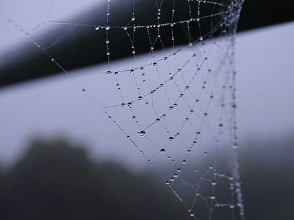 Spinnennetz, Nebel, Nibelina, Nahansicht, keine Leute, Sport, Natur, Fokus auf den Vordergrund, Wasser, net - Sportgeräte, drinnen, einzelnes Objekt, selektiver Fokus, Studioaufnahme, fallen, Daten, farbiger Hintergrund, kalte Temperatur, einzelne Zeile, Eis, 5K, CC0, gemeinfrei, lizenzfrei