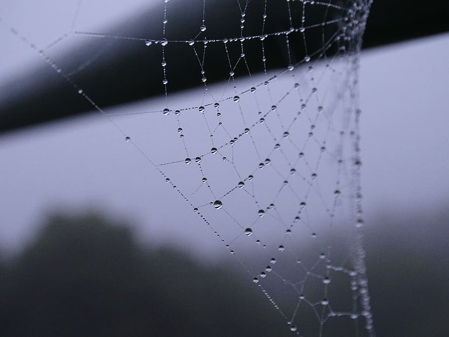 Spinnennetz, Nebel, Nibelina, Nahansicht, keine Leute, Sport, Natur, Fokus auf den Vordergrund, Wasser, net - Sportgeräte, drinnen, einzelnes Objekt, selektiver Fokus, Studioaufnahme, fallen, Daten, farbiger Hintergrund, kalte Temperatur, einzelne Zeile, Eis, 5K