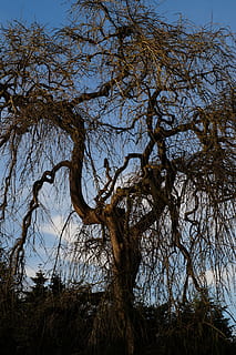 tree, old, without leaves, transient, plant, sky, branch, tranquility, nature, low angle view, no people, land, tree trunk, trunk, beauty in nature, bare tree, day, scenics - nature, growth, outdoors, tranquil scene, environment, sunlight, dead plant, willow tree, tree canopy, 5K, CC0, public domain, royalty free
