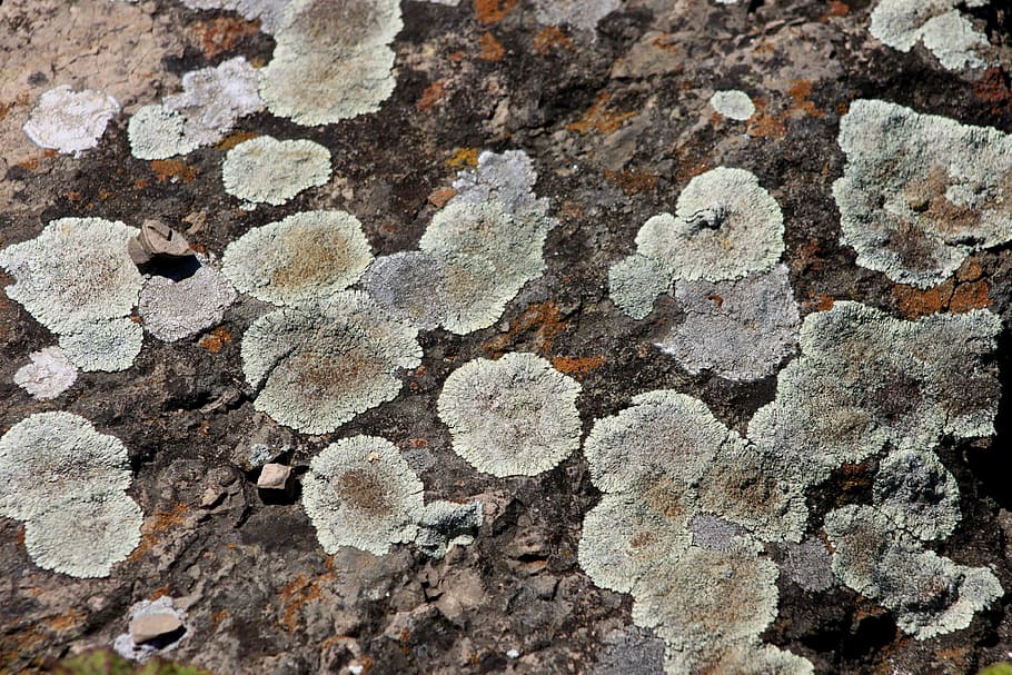 textura, Kennedy, pedra, vell, macro, fons, marc complet, cap gent, primer pla, patró, dia, funció de construcció de parets, naturalesa, a l'aire lliure, sòlid, resistent, aspre, arbre, rock - object, material de fusta, estructura construïda, rock, marró, art i artesania, liquen, concèntric, 4K