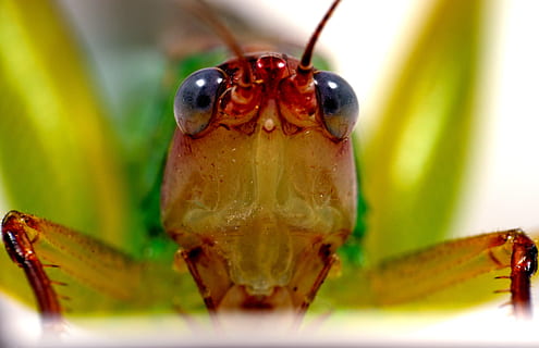 Llagosta, error, insecte, criatura, vida salvatge, naturalesa, animal, temes d'animals, primer pla, fauna animal, invertebrat, un animal, animals a la natura, cap gent, enfocament selectiu, color verd, part del cos dels animals, formiga, centrar-se en primer pla, dia, a l'aire lliure, planta, bellesa a la natura, 4K, CC0, domini públic, lliure de regalies
