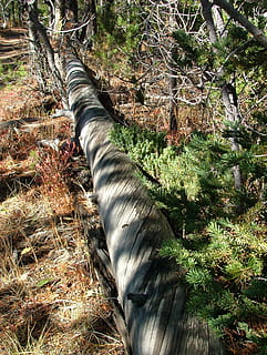 árvore, latido, caiu, madeira, pinho, plantar, natureza, dia, terra, floresta, ninguém, mamífero, animal, crescimento, temas animais, um animal, luz solar, ao ar livre, tronco de árvore, pets, animais domésticos, animais selvagens, tronco, visão de alto ângulo, 2K, CC0, domínio público, royalty free