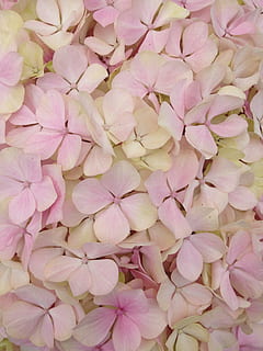 bunga, tekstur, hydrangea, berwarna merah muda, kelopak, warna merah jambu, kesegaran, kerapuhan, kerentanan, tanaman berbunga, daun bunga, keindahan di alam, menanam, bingkai penuh, latar belakang, merapatkan, hal berkembang, kepala bunga, tidak ada orang, alam, kelimpahan, pertumbuhan, di luar rumah, musim semi, kelembutan, seikat bunga, 2K, CC0, domain publik, bebas royalti