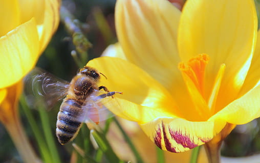 Biene, Nektar, fliegen, Nahrungssuche, Vorbote des Frühlings, Biene im Anflug, Insekt, Krokus, frühlingsanfang, blühen, Pollen sammeln, Natur, Tierthemen, Tier, Blume, blühende Pflanze, Tierwelt, Tiere in freier Wildbahn, wirbellos, Schönheit in der Natur, ein Tier, Nahansicht, Pflanze, Blütenblatt, Zerbrechlichkeit, Frische, Blütenkopf, Verletzlichkeit, Gelb, Wachstum, keine Leute, Pollen, Bestäubung, lila, Marine, 1080P, CC0, gemeinfrei, lizenzfrei