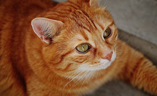 flach, fokus fotografie, Orange, tabby, Katze, rot, süß, Makrele, Tiger, Süss, knuddelig, Tier, Hauskatze, Pelz, Tierwelt, Haustier, adidas, Katzengesicht, junge Katze, spielerisch, rote Makrele getigert, Kätzchen, rote Katze, Katzenaugen, Säugetier, inländisch, Tierthemen, Haustiere, ein Tier, katzenartig, Tierkörperteil, Nahansicht, keine Leute, Whisker, Tierkopf, Körperteil, suchen, Wirbeltier, Tierauge, Betrachtung, 5K