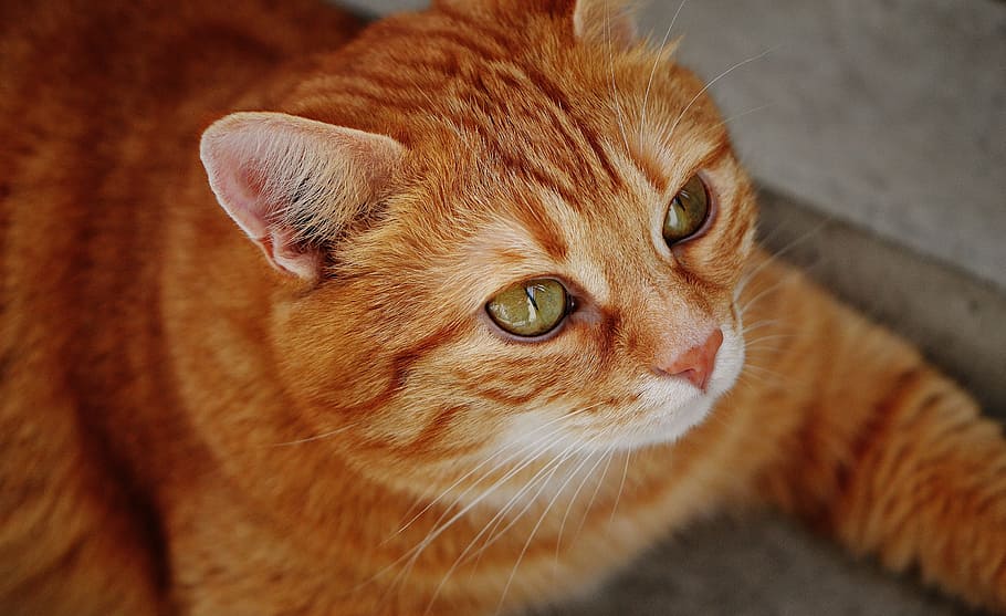 flach, fokus fotografie, Orange, tabby, Katze, rot, süß, Makrele, Tiger, Süss, knuddelig, Tier, Hauskatze, Pelz, Tierwelt, Haustier, adidas, Katzengesicht, junge Katze, spielerisch, rote Makrele getigert, Kätzchen, rote Katze, Katzenaugen, Säugetier, inländisch, Tierthemen, Haustiere, ein Tier, katzenartig, Tierkörperteil, Nahansicht, keine Leute, Whisker, Tierkopf, Körperteil, suchen, Wirbeltier, Tierauge, Betrachtung, 5K