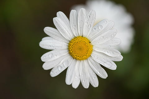 bunga, menitik, hujan, makro, bunga aster, alam, musim panas, merapatkan, menanam, daun bunga, tanaman chamomile, musim semi, putih, kuning, tanaman berbunga, kesegaran, kerapuhan, keindahan di alam, kerentanan, kepala bunga, pertumbuhan, serbuk sari, hal berkembang, warna putih, tidak ada orang, fokus pada latar depan, di luar rumah, kelembutan, kemurnian, 5K, CC0, domain publik, bebas royalti