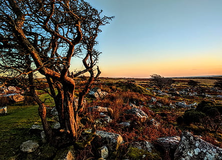 cornwall, medis, vienišas, saulėlydis, kraštovaizdį, akmenys, moorland, moors, pobūdį, scenos, lauke, dangus, susiliejimas, nėra žmonių, ruduo, augalų, ramybė, grožis gamtoje, vaizdai - gamta, ramioje scenoje, Rokas, švarus dangus, aplinką, žemės, roko objektas, augimą, kietas, ne miesto scenoje, vanduo, 4K, CC0, Viešasis domenas, nemokamai