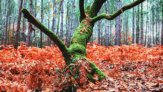 fotografia de paisatge, verd, branca d'un arbre, ser, pròximament, convertir-se en, preocupació, cavaller, fantàstic, bruixa, fusta fosca, vermell, naturalesa, planta, arbre, insecte, gràfics, por, horror, paradís, començant, bosc, caure, la vida, misteriós, color, colorit, guapo, creixement, tronc de l'arbre, tronc, bellesa a la natura, terra, dia, tranquil·litat, cap gent, tardor, part de la planta, full, color verd, material de fusta, canvi, a l'aire lliure, 5K, CC0, domini públic, lliure de regalies
