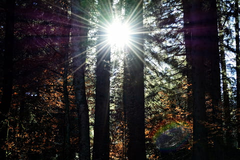 raig de sol, llum solar, raigs, llum, humor, llum de fons, naturalesa, arbres, sol, en viu, força, silueta, arbre, bosc, planta, terra, tronc, creixement, tronc de l'arbre, bellesa a la natura, cap gent, tranquil·litat, escena tranquil·la, dia, flare de la lent, escena no urbana, escenics - natura, a l'aire lliure, streaming, brillant, arbre de coníferes, bengales solars, 4K, CC0, domini públic, lliure de regalies