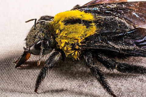 insecte, escarabat, volar, Whopper, tancar, groc, temes d'animals, un animal, primer pla, cap gent, animal, invertebrat, fauna animal, animals a la natura, bellesa a la natura, abella, part del cos dels animals, naturalesa, centrar-se en primer pla, dia, ala dels animals, a l'aire lliure, antena animal, cames d’animal, cap de flor, polinització, flor, 5K, CC0, domini públic, lliure de regalies