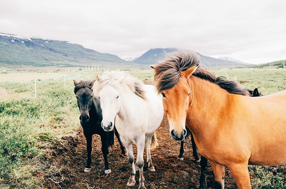 Tres, marrón blanco y, negro, caballo, marrón, blanco, caballo negro, nubes, campos, gris, verde, caballos, montañas, naranja, animal, naturaleza, granja, escena rural, pasto, al aire libre, mamífero, hierba, prado, agricultura, ganado, Islandia, paisaje, campo, rancho, escena no urbana, animales domesticos, temas de animales, día, nacional, grupo de animales, mascotas, vertebrado, fauna animal, dos animales, montaña, en pie, ambiente, tierra, nadie, herbívoro, 1080P