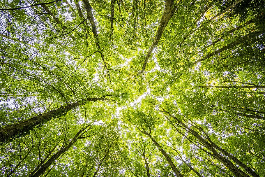 nízký, úhel fotografie, zelená, listy stromů, zataženo, nebe, během dne, les, stromy, perspektivní, Jasný, Krásná, bod zmizení, koruna, strom, rostlina, nízký úhel pohledu, krása v přírodě, růst, přistát, strom baldachýn, celý rám, Příroda, klid, zelená barva, nikdo, kufr, kmen stromu, pozadí, větev, scenics - příroda, den, venku, přímo pod, bambus - rostlina, 5K