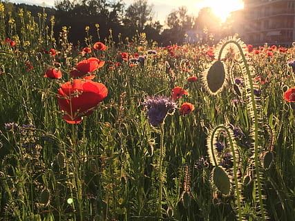 Waldegg, Winterthur, Seen, winterthur, seen, flower, poppy, growth, nature, plant, field, flowering plant, beauty in nature, land, vulnerability, freshness, fragility, no people, petal, sunlight, red, day, close-up, outdoors, tranquility, flower head, lens flare, bright, spring, 2K, CC0, public domain, royalty free