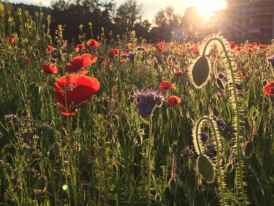 waldegg, Winterthur, visto, Winterthur, visto, fiore, papavero, crescita, natura, pianta, campo, pianta fiorita, bellezza nella natura, terra, vulnerabilità, freschezza, fragilità, nessuno, petalo, luce del sole, rosso, giorno, avvicinamento, all'aperto, la tranquillità, testa di fiore, riflesso lente, luminosa, primavera, 2K