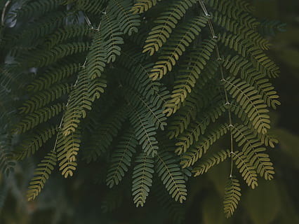 verde, foglia, fioritura, foto di messa a fuoco, albero, botanico, luce, ombra, buio, natura, giardino, cespuglio, all'aperto, foresta, le foglie, avvicinamento, minuscolo, sfondo, blu, giallo, lunatico, umore, pianta, crescita, colore verde, parte vegetale, felce, giorno, bellezza nella natura, nessuno, fotogramma intero, concentrarsi sulle conoscenze acquisite, la tranquillità, freschezza, sfondi, messa a fuoco selettiva, Pino, albero di conifere, 4K, CC0, dominio pubblico, privo di copyright