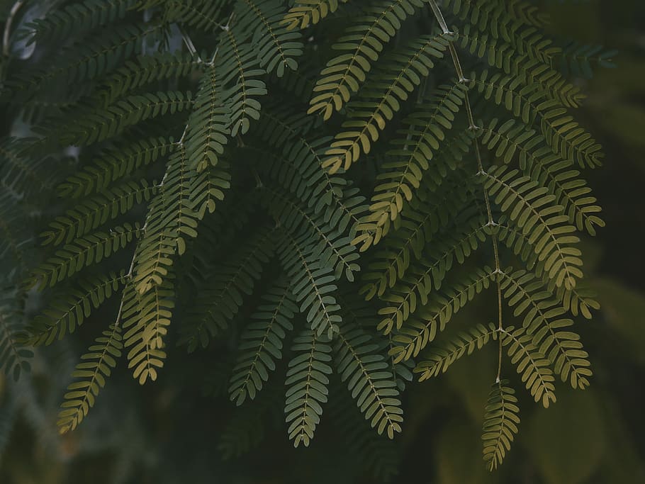 verde, foglia, fioritura, foto di messa a fuoco, albero, botanico, luce, ombra, buio, natura, giardino, cespuglio, all'aperto, foresta, le foglie, avvicinamento, minuscolo, sfondo, blu, giallo, lunatico, umore, pianta, crescita, colore verde, parte vegetale, felce, giorno, bellezza nella natura, nessuno, fotogramma intero, concentrarsi sulle conoscenze acquisite, la tranquillità, freschezza, sfondi, messa a fuoco selettiva, Pino, albero di conifere, 4K