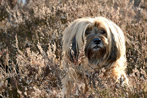 Hund, Gesicht, Porträt, Kopf, Tier, Tierfotografie, Tibet Terrier, Natur, Herbst, Tierthemen, ein Tier, Säugetier, Eckzahn, Haustiere, inländisch, Schoßhund, Tierhaar, klein, keine Leute, Kamera betrachten, Haar, Tierkörperteil, Sonnenlicht, Tag, Tierkopf, shih tzu, reinrassiger Hund, Frisur, Tiermund, 4K, CC0, gemeinfrei, lizenzfrei
