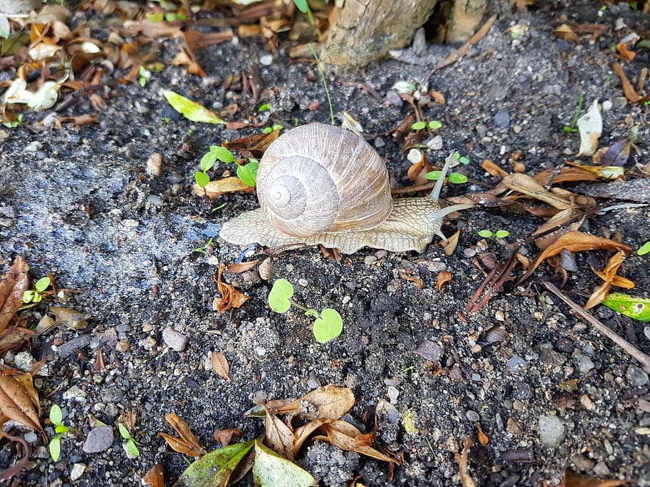 hlemýždi, hladový, výlet, měkkýš, shell, bezobratlý, hlemýžď, pole, plži, zvíře, zvířat, zvířecí shell, přistát, den, nikdo, detail, Příroda, zvířata ve volné přírodě, jednoho zvířete, vysoký úhel pohledu, rostlinné části, list, venku, 4K