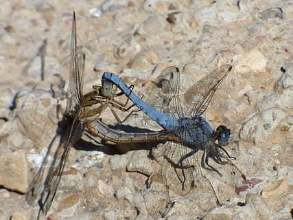 sudenkorennot, kytkentä, parittelu, hyönteisten jalostukseen, orthetrum coerulescens, eläinten teemoja, eläin, eläinten villieläimet, yksi eläin, eläimiä, selkärangaton, hyönteinen, rock, rock - esine, luonto, vankka, ulkona, päivä, lähikuva, ei ihmisiä, eläimen kehon osa, niveljalkaisten, eläintiede, korkea kulma, eläinten siipi, Varo myrkyllistä, 4K, CC0, public domain, rojaltivapaa