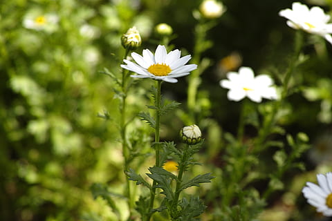 Gänseblümchen, Blume, Frühling, Makro, Natur, schließen, Reise, Blumenbild, Garten, Frühlingsblumen, Weiß, Blumen, Landschaft, Grün, Gelb, wunderschönen, gelbe Blume, Pflanze, Sommerblume, blühende Pflanze, Frische, Verletzlichkeit, Zerbrechlichkeit, Schönheit in der Natur, Wachstum, weiße Farbe, Nahansicht, Blütenblatt, selektiver Fokus, keine Leute, Tag, grüne Farbe, Blütenstand, draußen, Blütenkopf, Pollen, 4K, CC0, gemeinfrei, lizenzfrei