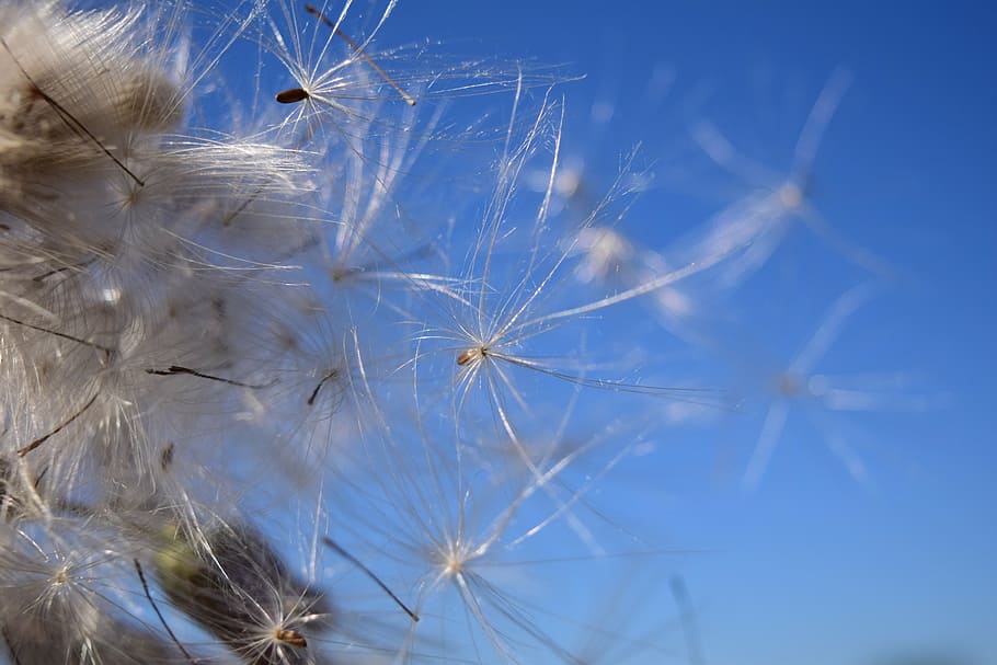 llavors voladores, vent, cel, facilitat, licitació, volar, blau, llavors, tancar, multiplicació, reproducció, dent de lleó, llavor de dent de lleó, fragilitat, primer pla, naturalesa, cap gent, vulnerabilitat, flor, planta, bellesa a la natura, suavitat, llavor, fons, planta amb flors, marc complet, Color blanc, frescor, sense cultiu, dia, cap de flor, 5K
