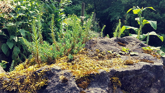 sfondo, natura, pietra, micro, roccia, pianta, all'aperto, crescita, colore verde, bellezza nella natura, nessuno, terra, solido, la tranquillità, giorno, roccia - oggetto, luce del sole, foresta, scenics - natura, foglia, parte vegetale, albero, scena tranquilla, 4K, CC0, dominio pubblico, privo di copyright