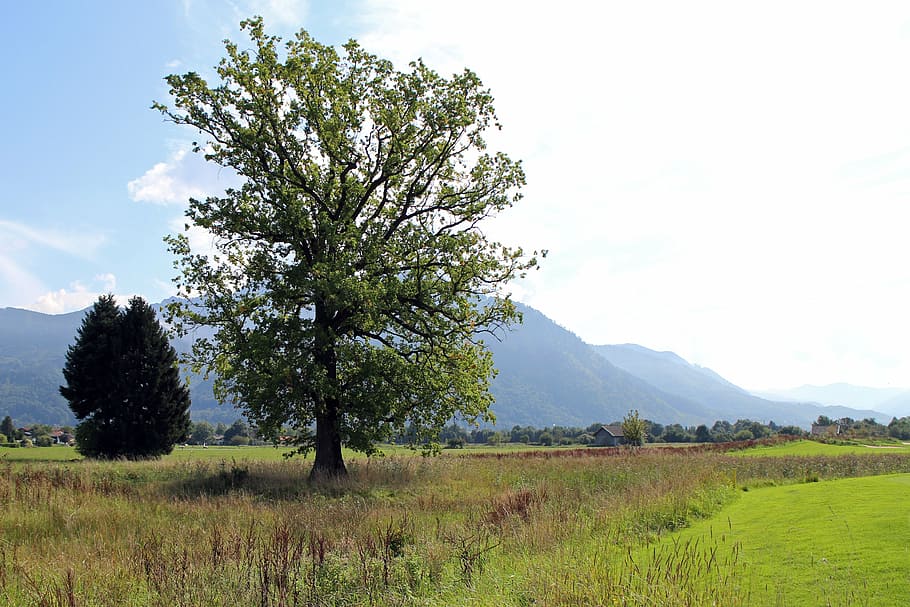 paisatge, chiemgau, arbre, individualment, prat, vista llunyana, llunyà, naturalesa, vista, muntanyes, escènic, planta, cel, medi ambient, bellesa a la natura, escenics - natura, herba, terra, escena tranquil·la, tranquil·litat, camp, creixement, escena no urbana, color verd, núvol - cel, dia, cap gent, remot, a l'aire lliure, semiàrid, 4K