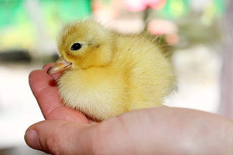 schließen, Foto, Gelb, Entlein, Nahansicht, gelbes Entlein, Küken, Ostern, Babys, süß, Hähnchen, weich, jung, Vogel, Frühling, Baby, bezaubernd, flauschige, Leben, klein, Luke, junger Vogel, menschliche Hand, Jungtier, Tierthemen, menschliches Körperteil, Tier, Hand, Wirbeltier, Hühnchen - Vogel, Fokus auf den Vordergrund, halten, Ente, eine Person, ein Tier, Geflügel, Körperteil, Schnabel, Finger, Pflege, 2K, CC0, gemeinfrei, lizenzfrei