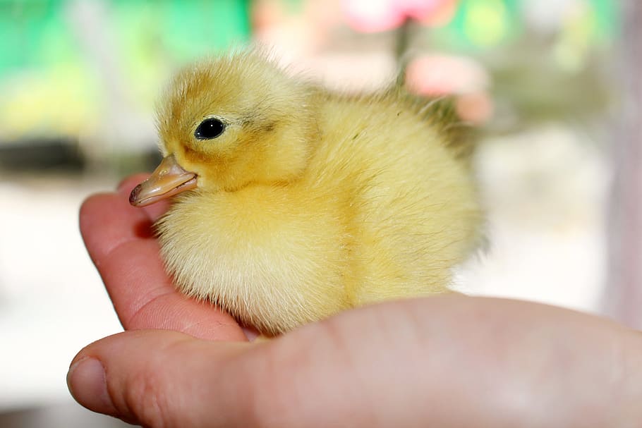 tancar, foto, groc, aneguet, primer pla, aneguet groc, pollet, Pasqua, nadons, bonic, pollastre, suau, jove, ocell, primavera, nadó, adorable, esponjós, la vida, petit, escotilla, ocell jove, mà humana, animal jove, temes d'animals, part del cos humà, animal, mà, vertebrats, pollastre - ocell, pollastre infantil, centrar-se en primer pla, celebració, ànec, una persona, un animal, aus de corral, part del cos, bec, dit, cura, 2K