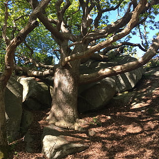 windgepeitscht, Eiche, Sommer-, Baum, Natur, draußen, Pflanze, Sonnenlicht, Baumstamm, Ast, Kofferraum, Tag, Wachstum, keine Leute, Schatten, Ruhe, Land, Schönheit in der Natur, Wald, Park, Himmel, ruhige Szene, Umgebung, 1080P, CC0, gemeinfrei, lizenzfrei