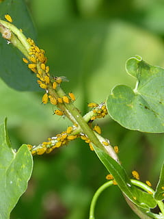 afide, ciumă, plante, infestat, insecte din plante, frunze, parte a plantelor, creştere, plantă, Culoarea verde, a închide, frumusețe în natură, natură, să se concentreze asupra primelor elemente, zi, nici o persoana, selectiv, în aer liber, vulnerabilitate, liniște, prospeţime, fragilitate, nevertebrat, animale în sălbăticie, insectă, 2K, CC0, domeniu public, fără drepturi de autor