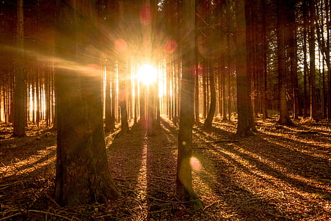 Wald, Herbstsaison, Sonnenlichtblick, Bäume, Licht, Sonne, Sonnenstrahl, Natur, Herbst, Landschaft, Sonnenlicht, Stimmung, morgenstimmung, Gegenlicht, Baum, Land, Pflanze, Ruhe, Kofferraum, Baumstamm, ruhige Szene, Schönheit in der Natur, keine Leute, Linseneffekt, Szenen - Natur, Nicht-städtische Szene, Wachstum, Feld, draußen, Streaming, hell, hell erleuchtet, 5K, CC0, gemeinfrei, lizenzfrei