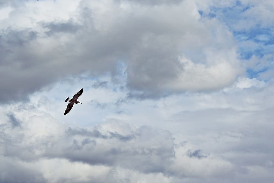 fugl, skyer, flyve, himmel, måge, vand fugl, flyvningen, dyr, blå, natur, skyer form, hvid, en smule, thundery, luftige, letvægt, lethed, flyde, sky - himmel, flyvende, dyre temaer, dyreliv, dyr i naturen, hvirveldyr, et dyr, lav vinkel visning, spredte vinger, Midt i luften, ingen mennesker, skønhed i naturen, dag, udendørs, frihed, bevægelse, 2K