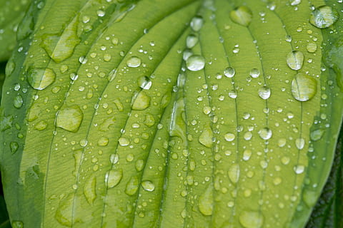 fotografie de aproape, verde, plante de frunze, timpul zilei, frunze, frunză verde, vene de frunze, structura frunzei, picatura de apa, picătură de ploaie, picatură, închide, macro, natură, cădere brusca, apă, a închide, umed, Culoarea verde, plantă, ploaie, prospeţime, nici o persoana, cadru complet, fundaluri, frumusețe în natură, parte a plantelor, în aer liber, vulnerabilitate, fragilitate, rouă, sezon ploios, puritate, frunza de palmier, 1080P, CC0, domeniu public, fără drepturi de autor