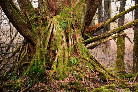 árvore, raiz, velho, raiz da árvore, natureza, registro, árvore, raiz, plantar, disforme, morsch, estrutura, raiz antiga, apodrece, decair, intemperizado, musgo, floresta, tronco de árvore, ao ar livre, ramo, panorama, cor verde, ninguém, scenics, folha, beleza na natureza, imagem colorida, dia, tronco, tranquilidade, terra, crescimento, cena tranquila, scenics - natureza, cena não urbana, madeira - material, madeira, 5K, CC0, domínio público, royalty free