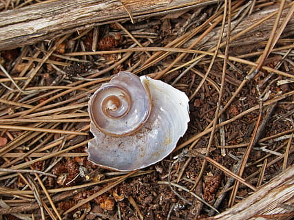 shell, cargol, espiral, bosc, naturalesa, closca d’animals, primer pla, terra, vista d’angle alt, camp, dia, cap gent, animal, mol·lusc, temes d'animals, planta, invertebrat, fauna animal, gasteròpode, animals a la natura, un animal, a l'aire lliure, 4K, CC0, domini públic, lliure de regalies