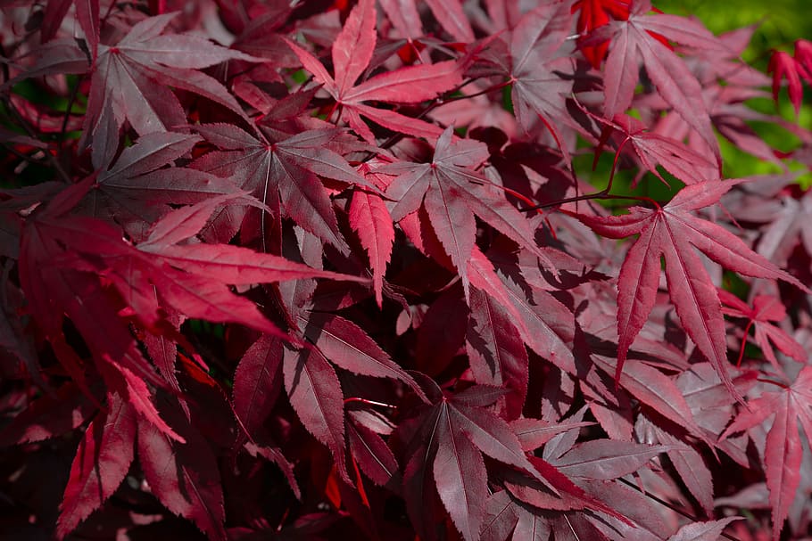vermell, maple, Japó, full, caure, flora, naturalesa, temporada, planta, natural, jardí, part de la planta, tardor, marc complet, primer pla, fons, creixement, bellesa a la natura, cap gent, dia, canvi, fulles, enfocament selectiu, a l'aire lliure, fulla d'auró, abundància, vulnerabilitat, condició natural, 5K