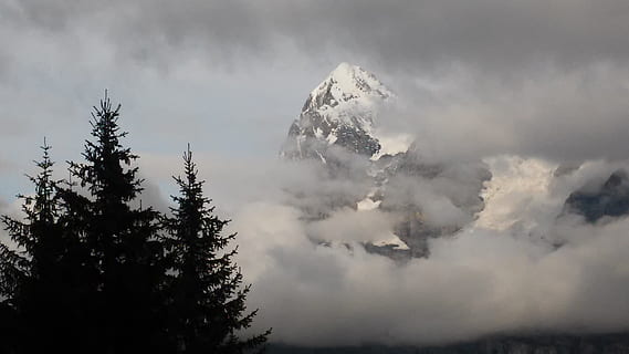 muntanyes, Alps, jungfrau, arbre, núvol - cel, planta, cel, arbre de coníferes, bellesa a la natura, naturalesa, muntanya, pi, pinàcies, cap gent, medi ambient, bosc, terra, escenics - natura, boira, a l'aire lliure, paisatge, escena no urbana, bosc de pi, cim de muntanya, ominós, 2K, CC0, domini públic, lliure de regalies